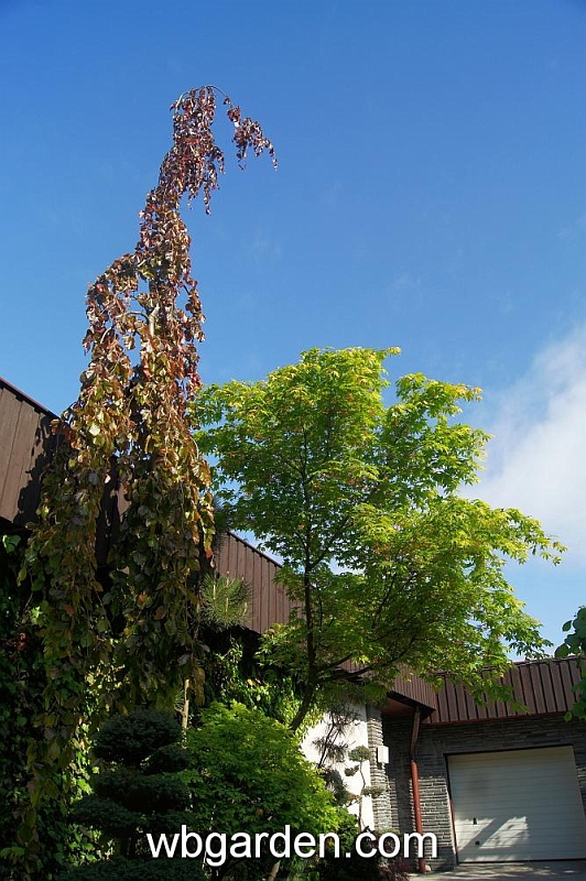 wbgarden spring 57.JPG
